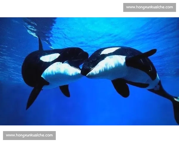 袋鼠与人类对抗的力量速度智慧生存本能全面对比解析差异研究揭秘